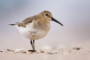 dunlin