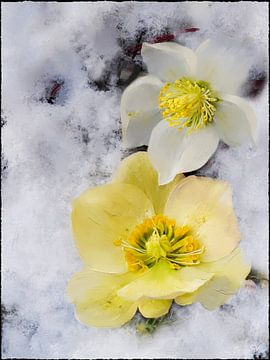 Kerstroos in de sneeuw