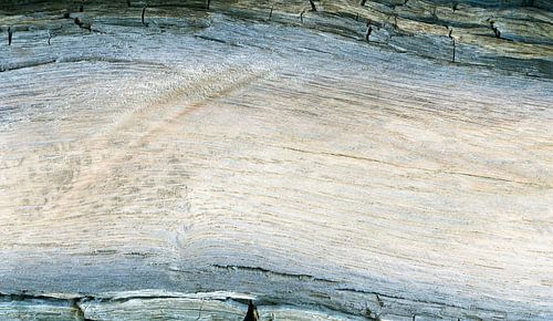 Holzstruktur eines sehr alten Treibholzes (Mooreiche) mit verwitterter Baumrinde