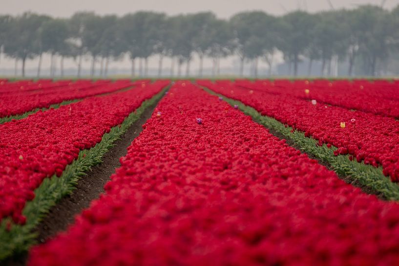 Buitenbeentjes van Francesca Oostland