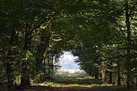 Licht in de verte.