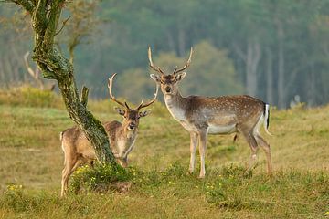 Zwei männliche Hirsche schauen zu von Dushyant Mehta