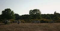 Cow herd