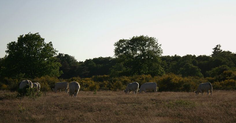 Cow herd by LM fotografie