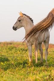 Paarden | Konikpaard veulen Oostvaardersplassen sur Servan Ott