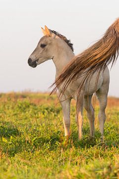 Paarden | Konikpaard veulen Oostvaardersplassen van Servan Ott