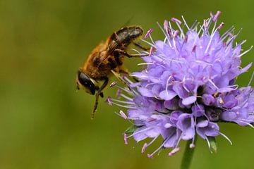 bee on flower