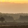 Some red deer grazing during sunrise by Shotz by Mindy