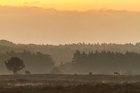 Some red deer grazing during sunrise