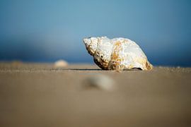 Muschel am Strand von Texel von Jan
