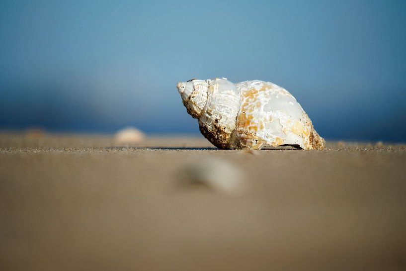 Muschel am Strand von Texel von Jan