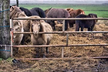 Curious van Michel Derksen