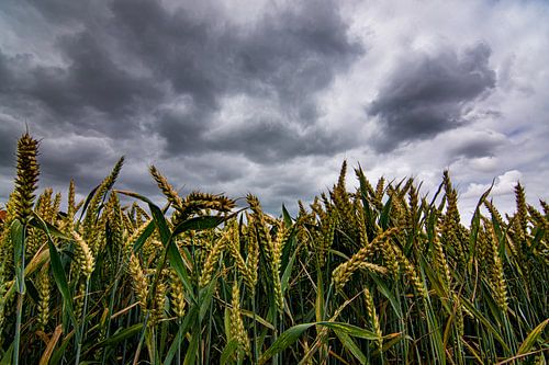 Graanveld met dreigende lucht