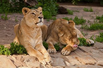 Zwei schlanke Löwinnen im Urlaub, die Katze leckt, die Katze schaut. Zwei Löwinnen-Freundinnen sind  von Michael Semenov