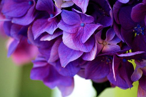 Hortensia