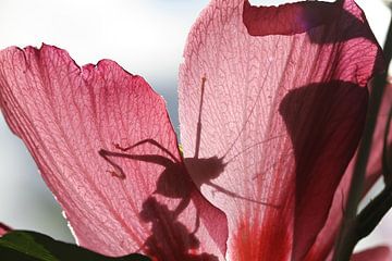 Silhouette van een sprinkhaan op een roze bloem van Anne Ponsen