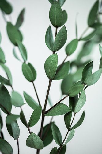 Branches d'eucalyptus