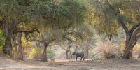 Olfant in magical fairytale forest