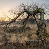 Snapped tree at sunrise over fens by Michel Seelen