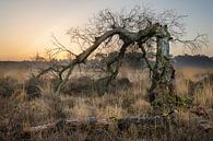 Snapped tree at sunrise over fens by Michel Seelen thumbnail