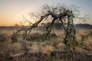 Arbre brisé au lever du soleil sur les fagnes