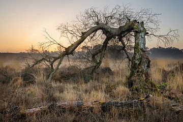 Snapped tree at sunrise over fens