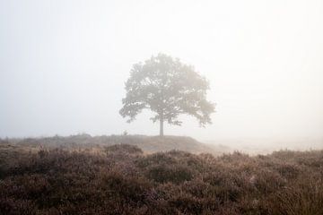 Boom in de mist van Thijs Pausma