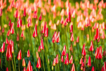 Tulipfield by Elly van Veen