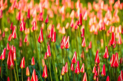 Tulipfield