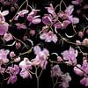 Orchidea rosalia von Olaf Bruhn