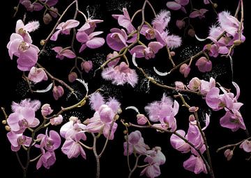 Orchidea rosalia van Olaf Bruhn