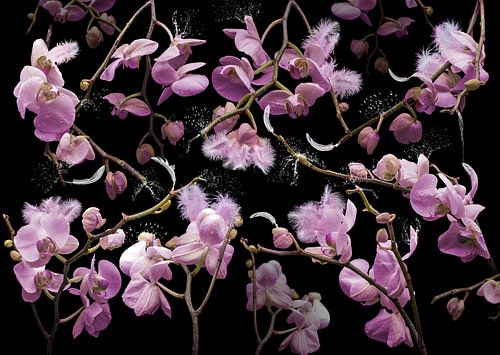 Orchidea rosalia by Olaf Bruhn