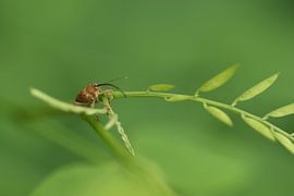 Opvallende snuitkever