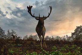 Impressive stag at dusk by HGU Foto