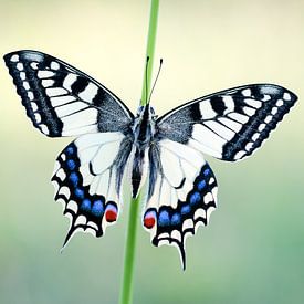 Koninginnenpage van Judith Borremans Natuurfotografie