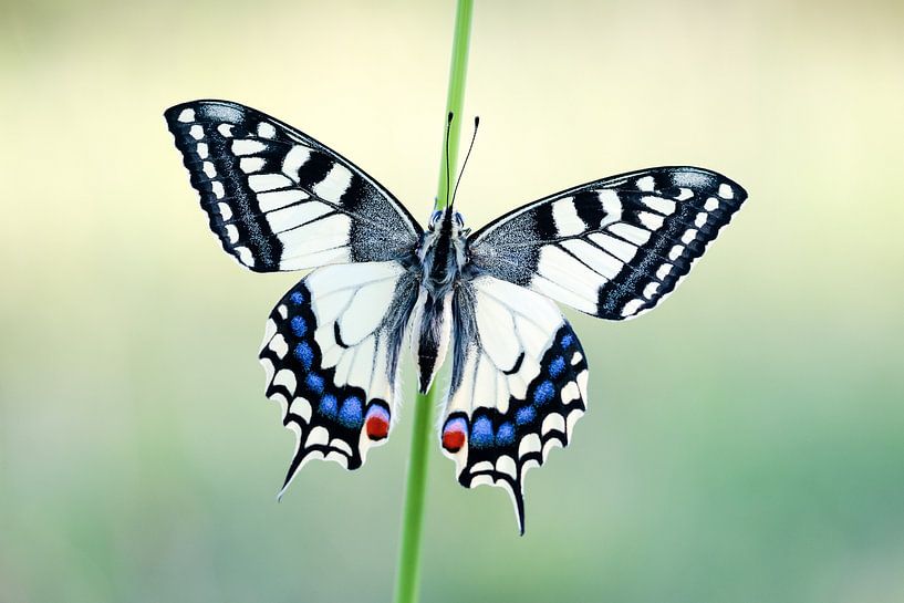 Swallowtail by Judith Borremans Natuurfotografie