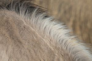 Les poils d'un cheval lapin