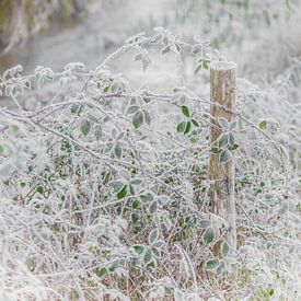 Photo blanche hivernale avec des feuilles gelées sur Frans Scherpenisse