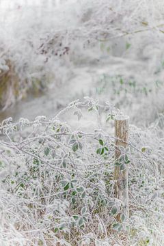 Winters wit plaatje met bevroren blaadjes van Frans Scherpenisse