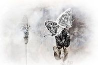 So happy together.... (2) by Bob Daalder thumbnail