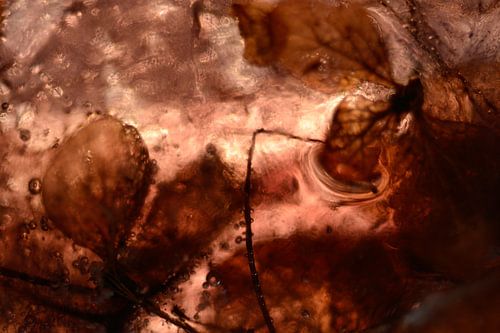 Rood Roze Bloemen | Fine Art Foto