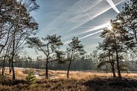 Der Deutsche in Zonhoven (B)