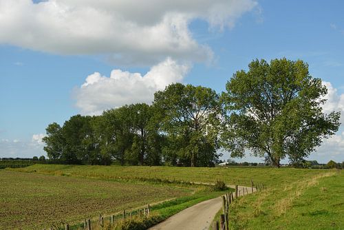 Dijk