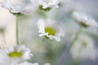 Winzige Blume