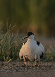 onder moeders veren van anja voorn