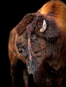 Kop van een bizon van Leopold Brix