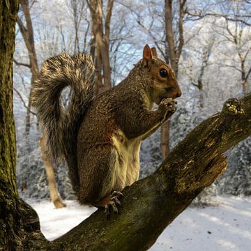 squirrel snow forest