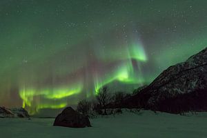 Nordlichter, Polarlicht oder Aurora Borealis im nächtlichen Himmel über den Lofoten Inseln in Nord-N