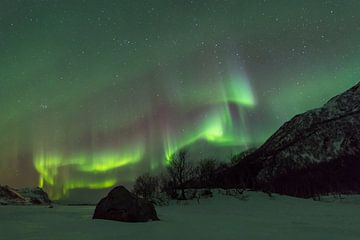 Noorderlicht in de nacht boven de Lofoten in Noord-Noorwegen van Sjoerd van der Wal