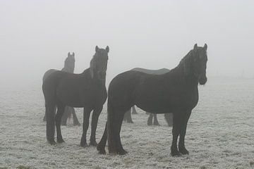 paarden in de mist van Herman Peters